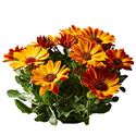 Afbeelding van Osteospermum P12 Amalia (Orange)